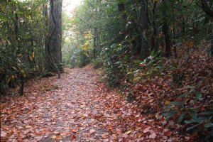 Fall-Road_Trailnonymous