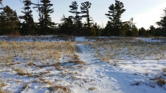 FromTheWoodsToTheIcyShore